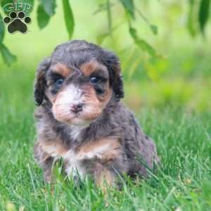 Trinity, Cavapoo Puppy