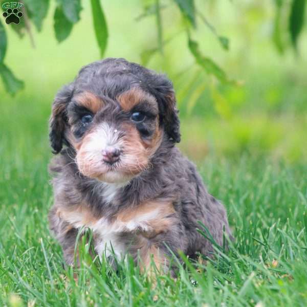 Trinity, Cavapoo Puppy