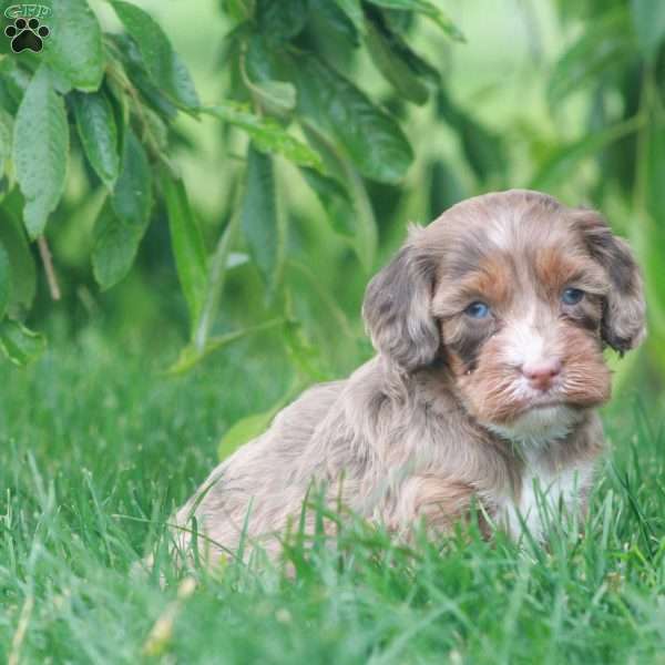 Trudy, Cavapoo Puppy
