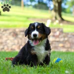 Clint, Bernese Mountain Dog Puppy
