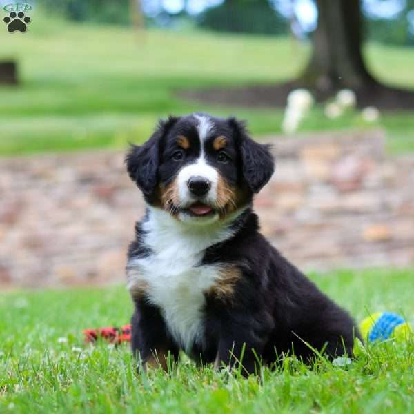 Clint, Bernese Mountain Dog Puppy