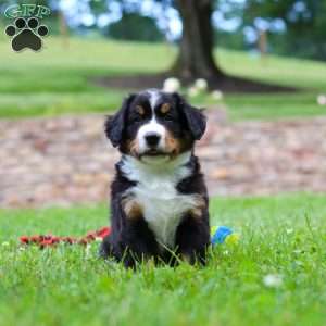 Clint, Bernese Mountain Dog Puppy