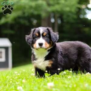 Clint, Bernese Mountain Dog Puppy