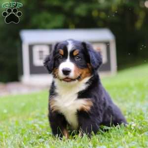 Clint, Bernese Mountain Dog Puppy