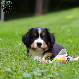 Clint, Bernese Mountain Dog Puppy