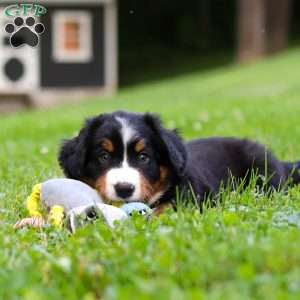 Clint, Bernese Mountain Dog Puppy