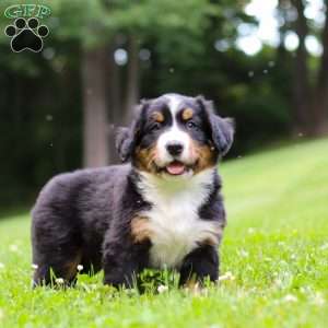 Clint, Bernese Mountain Dog Puppy