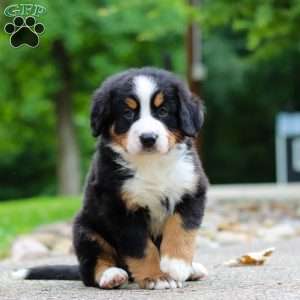Monte, Bernese Mountain Dog Puppy