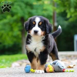 Monte, Bernese Mountain Dog Puppy