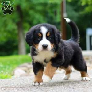 Monte, Bernese Mountain Dog Puppy