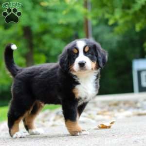 Monte, Bernese Mountain Dog Puppy