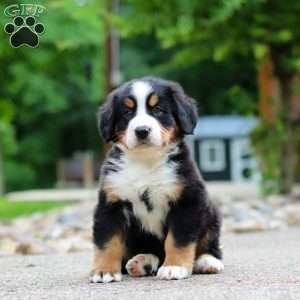 Monte, Bernese Mountain Dog Puppy