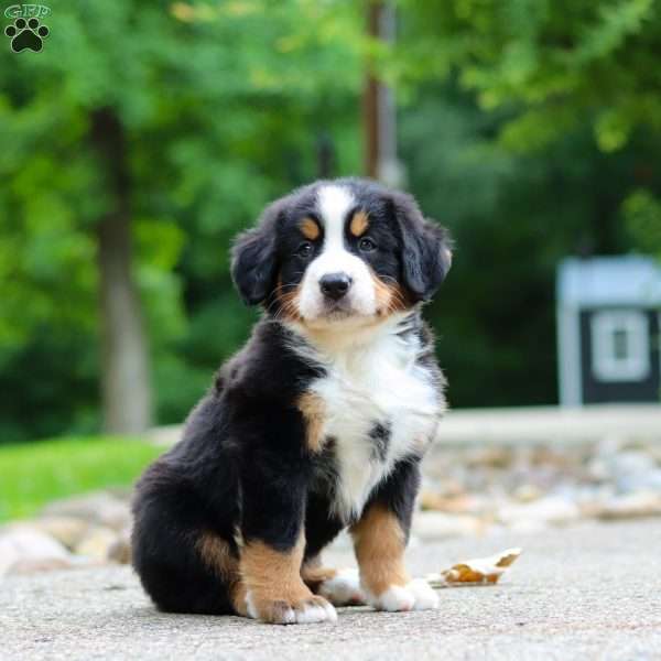 Monte, Bernese Mountain Dog Puppy