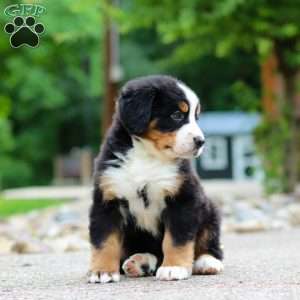 Monte, Bernese Mountain Dog Puppy