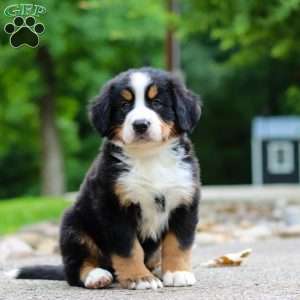 Monte, Bernese Mountain Dog Puppy