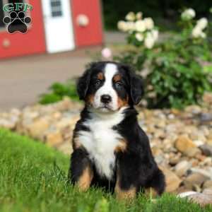 Jordan, Bernese Mountain Dog Puppy
