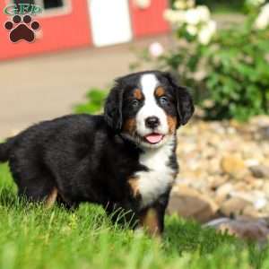 Jordan, Bernese Mountain Dog Puppy