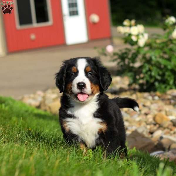 Jordan, Bernese Mountain Dog Puppy