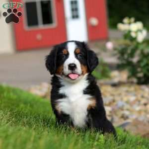 Jordan, Bernese Mountain Dog Puppy