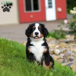 Jordan, Bernese Mountain Dog Puppy