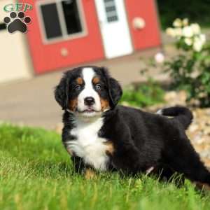 Jordan, Bernese Mountain Dog Puppy