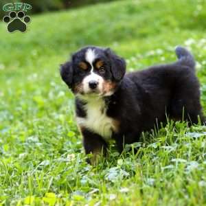 Willow, Bernese Mountain Dog Puppy