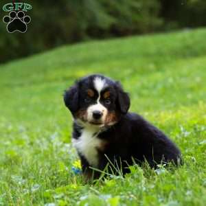 Willow, Bernese Mountain Dog Puppy