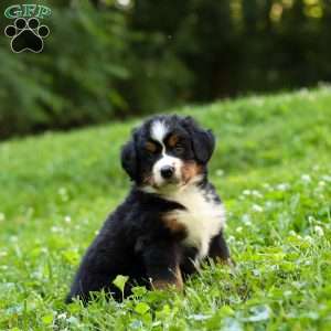 Willow, Bernese Mountain Dog Puppy