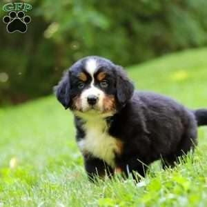 Willow, Bernese Mountain Dog Puppy