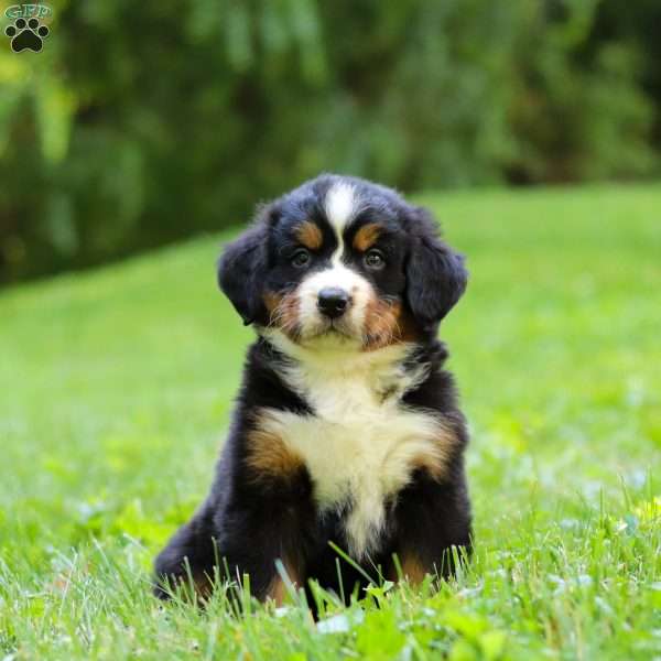 Willow, Bernese Mountain Dog Puppy