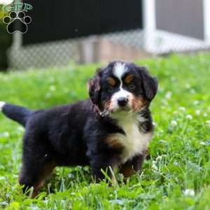 Willow, Bernese Mountain Dog Puppy