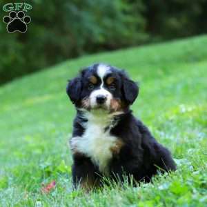 Willow, Bernese Mountain Dog Puppy