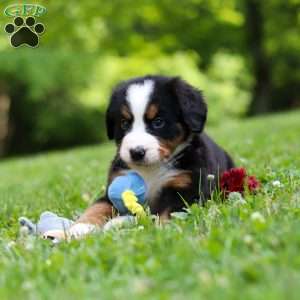 Amber, Bernese Mountain Dog Puppy