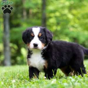 Amber, Bernese Mountain Dog Puppy