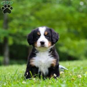 Amber, Bernese Mountain Dog Puppy