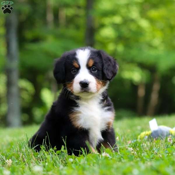 Amber, Bernese Mountain Dog Puppy