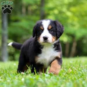 Amber, Bernese Mountain Dog Puppy