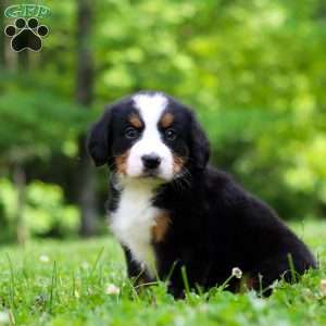 Amber, Bernese Mountain Dog Puppy