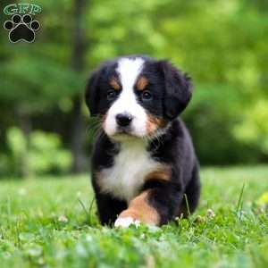 Amber, Bernese Mountain Dog Puppy