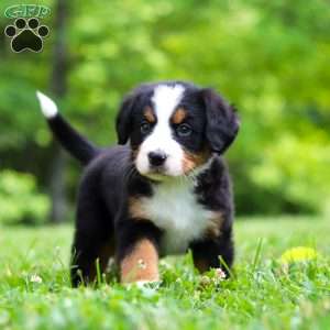 Amber, Bernese Mountain Dog Puppy