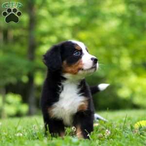 Amber, Bernese Mountain Dog Puppy