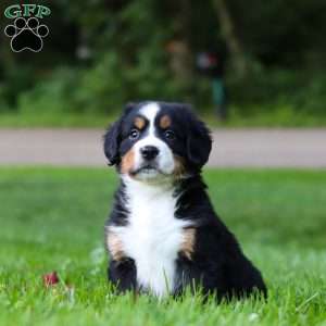 Misty, Bernese Mountain Dog Puppy