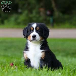 Misty, Bernese Mountain Dog Puppy