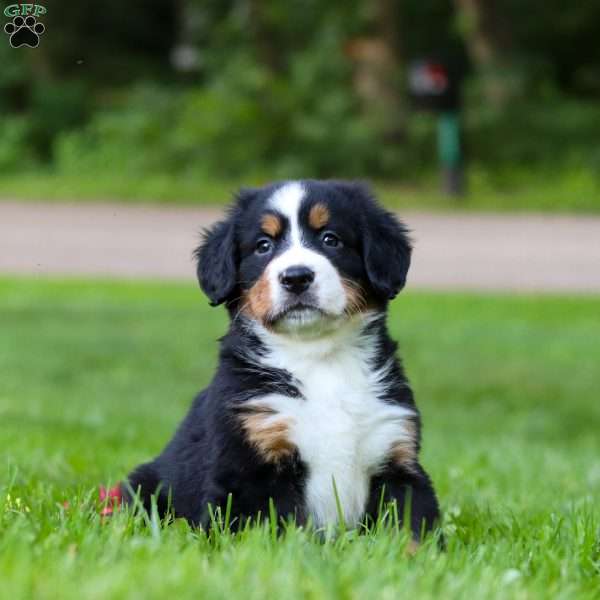 Misty, Bernese Mountain Dog Puppy