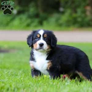 Misty, Bernese Mountain Dog Puppy