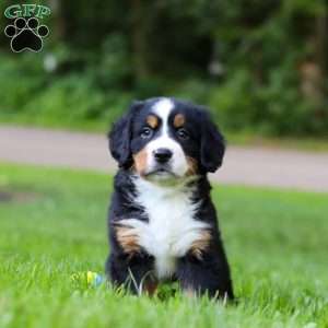 Misty, Bernese Mountain Dog Puppy