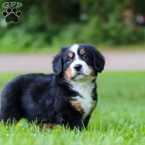 Misty, Bernese Mountain Dog Puppy