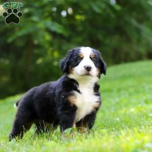 Jolene, Bernese Mountain Dog Puppy