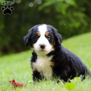 Jolene, Bernese Mountain Dog Puppy