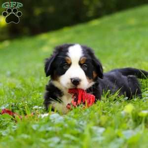 Jolene, Bernese Mountain Dog Puppy